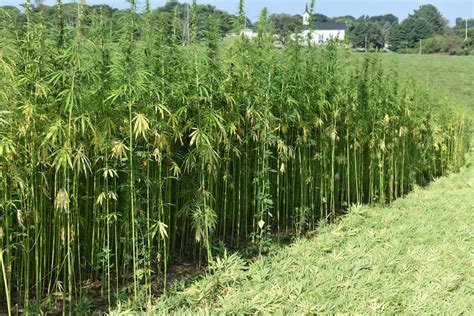 Hemp Fibre Plant