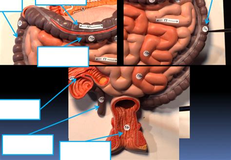 White Digestive System Plaque Diagram Quizlet