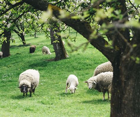 Agroforestry Practices | USDA National Agroforestry Center