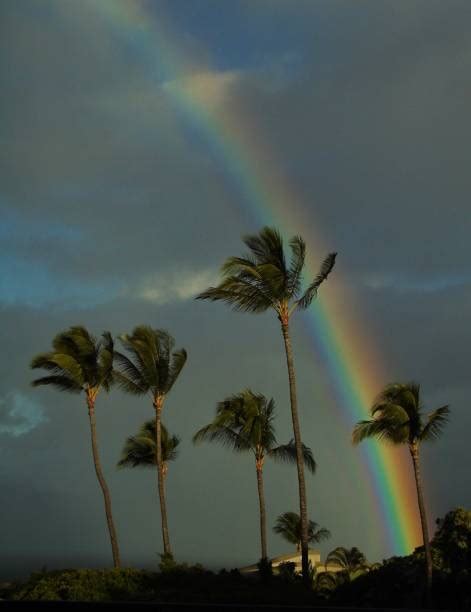 Hawaii Elbise Fotoğraflar Stok Fotoğraf Resimler Ve Görseller Istock