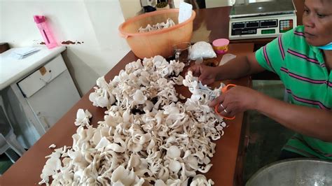 Oyster Mushrooms Harvest Packing Kiloing Youtube