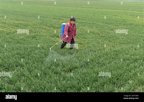 Fuyang Chine Le F Vrier Un Villageois M Dicafie Les Semis