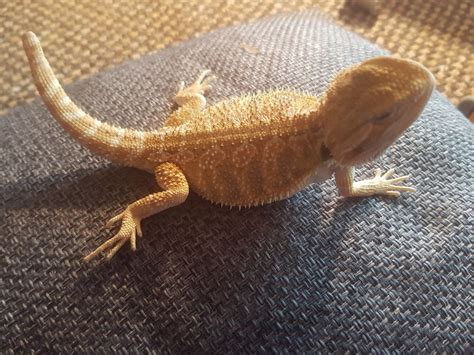 Help!! Respiratory infection | Beardie ER