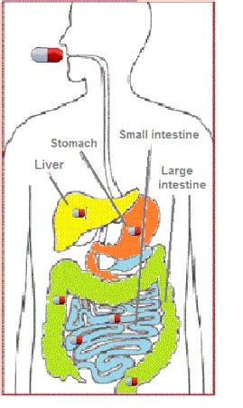 First Pass Effect | Drug Metabolism & Pharmacology - Lesson | Study.com