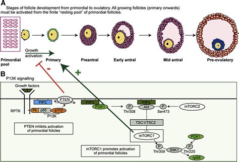 Ovarian Follicle Culture Advances And Challenges For Human And