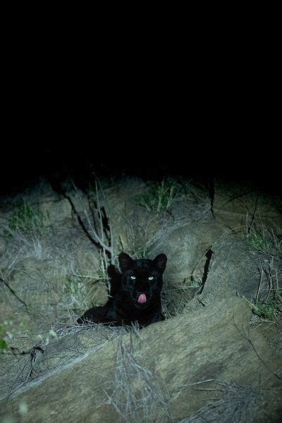 Extraordinary Rare Photos Show Stunning Black Panther In African