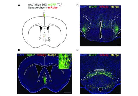 Lh And Sum Receive Direct Projections From Ms Vglut2 Neurons A