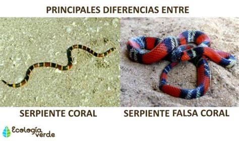 Diferencia entre SERPIENTE CORAL y falsa coral - descúbrelo aquí