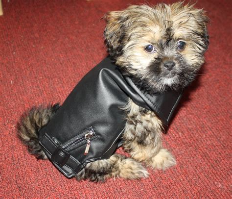 Morkie | GreatDogSite