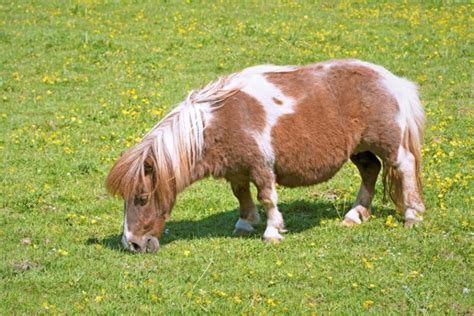 Miniature Horse: Info, Pictures, Temperament & Traits | PangoVet