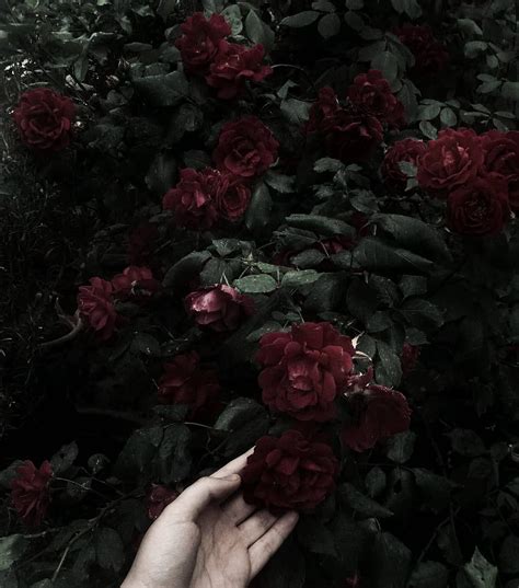 Red Roses Aesthetic Roses Red Grunge Aesthetic Dark Flowers