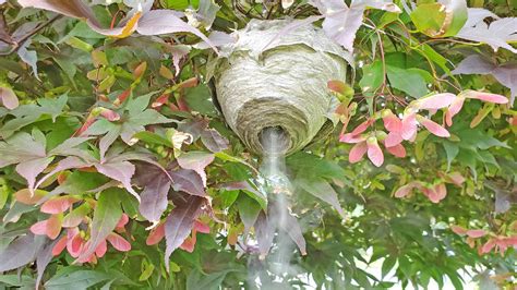 Pests We Treat Bald Faced Hornets In Japanese Maple Tree In Howell Nj Spray The Nest