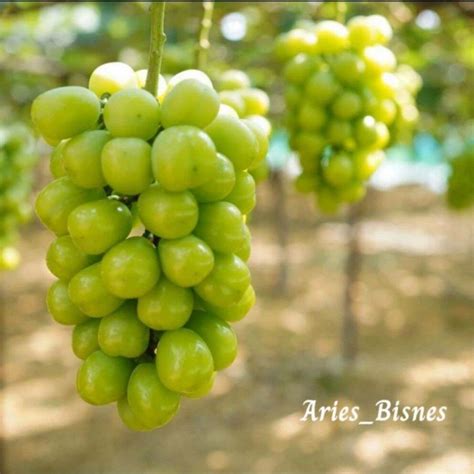 Bibit Anggur Import Shine Muscat Bibit Anggur Import Hijau Manis