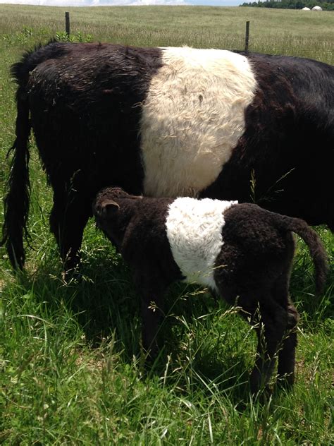 Pin on I love Cows | Galloway cattle, Breeds, Cattle