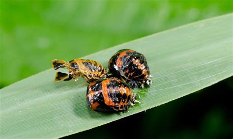 Harlequin Ladybird (Harmonia axyridis) | about animals