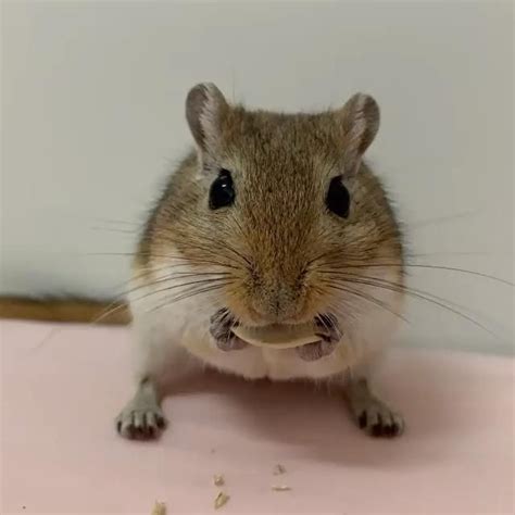 Cute Gerbil Eating Pumpkin Seeds Video Gerbil Cute Wild Animals