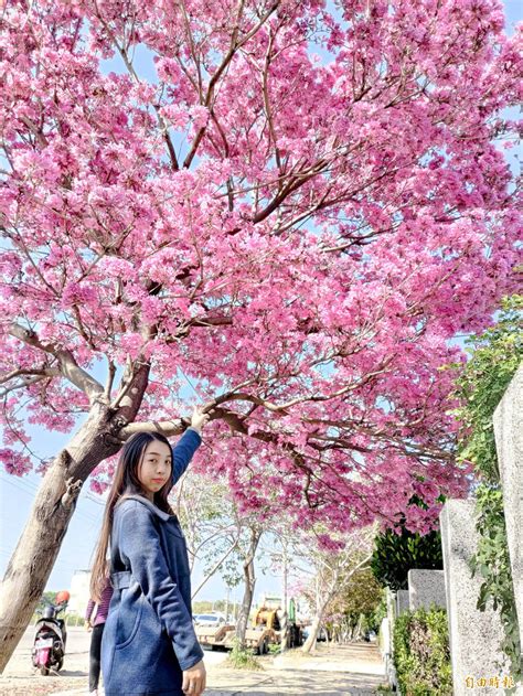 不能出國就來偽賞櫻吧！社頭紅花風鈴木「粉紅炸開」 生活 自由時報電子報