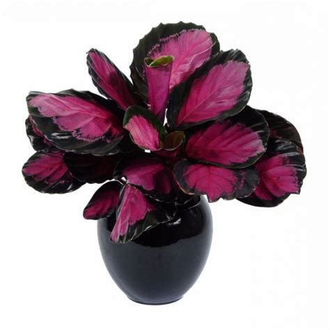 Buy Calathea Picturata Crimson Plant online at best price on plantsguru.com