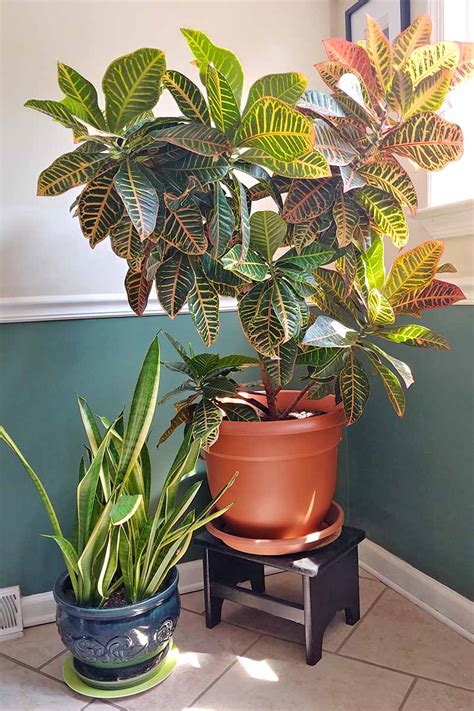 How to Cultivate Croton Plants Indoors | Gardener’s Path