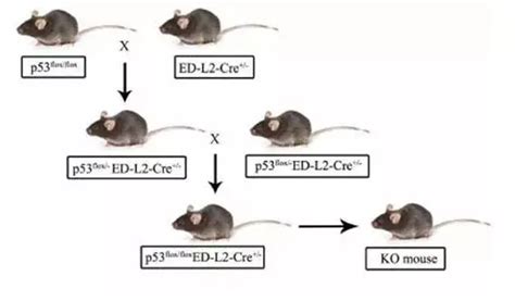 基因敲除p53 知乎