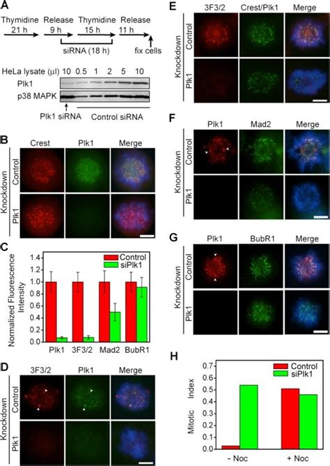 Plk Is Required For The Generation Of The F Epitope In Hela Cells