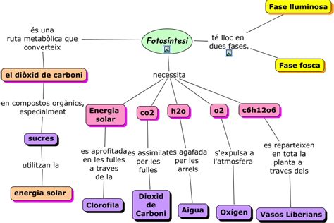 Mapa Conceptual Sobre La Fotosintesis