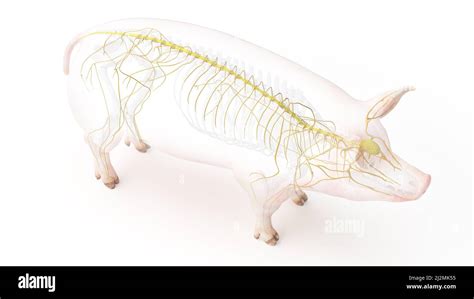 Pig nervous system, illustration Stock Photo - Alamy