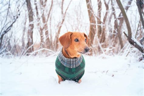 Doxin, Doxen, Doxie, or Dachshund? 11 Facts About This Weiner Dog