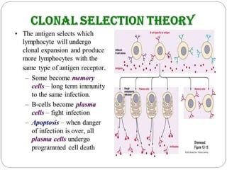 Clonal selection theory | PPT