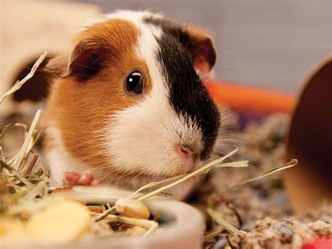 The Best Way To Care For And Feed Your Guinea Pig Guinea Pigs Pet