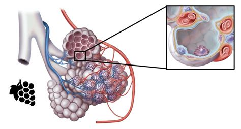 Alveolus Diagram Quizlet