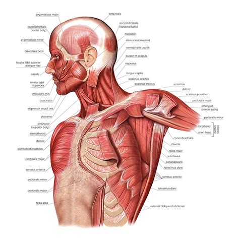 Muscles Of The Thorax By Science Photo Library