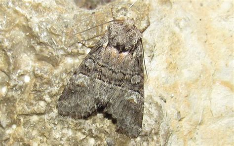 Les Insectes Du Haut Jura La Noctuelle De L Osier