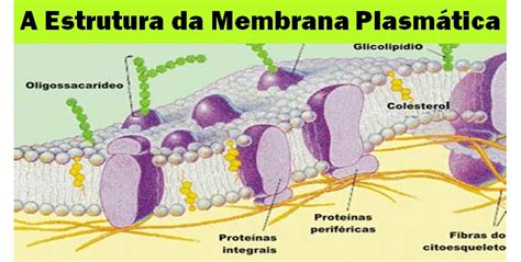 Membrana Plasmática Ou Celular Função E Estrutura Toda Matéria 6db