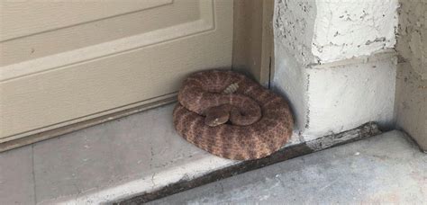 Snake In The House Virginia Snake Removal