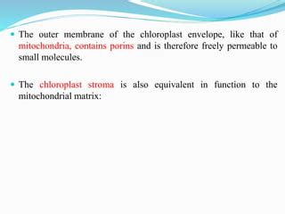 Chloroplast | PPT