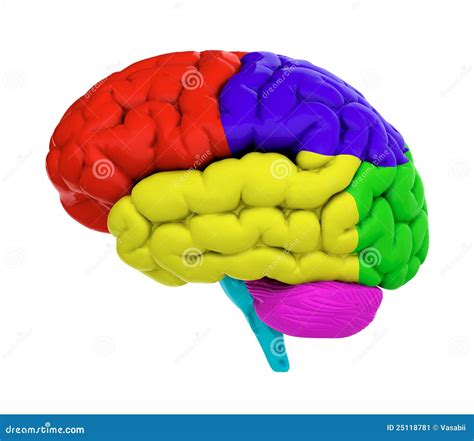 Colored brain stock illustration. Illustration of mental - 25118781