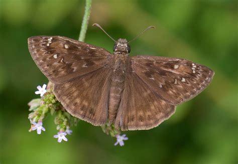 Horace S Duskywing Alabama Butterfly Atlas