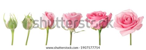 Blooming Stages Rose Flower On White Stock Photo 1907577754 | Shutterstock