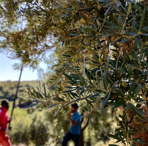 Olio Società Agricola Le Quattro Volte