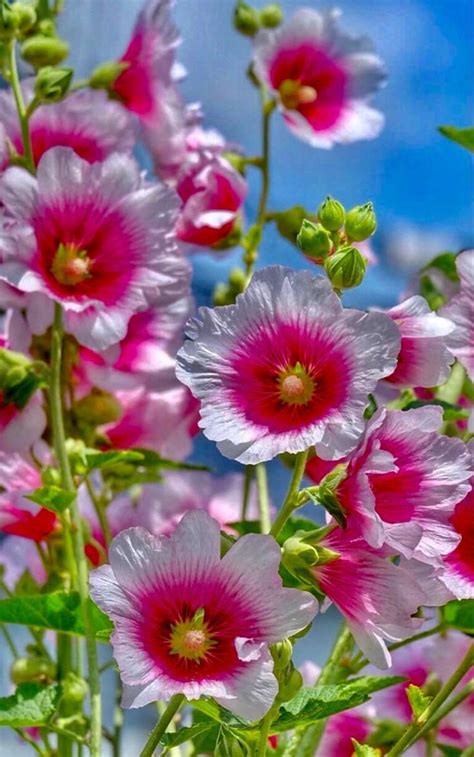 Pin By M H Admani On Beatiful And Clourful Flowers Beautiful Flowers