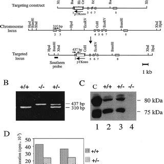 Targeted Disruption Of The Mouse Emk Gene A Structure Of The