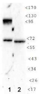 HIF 1 Alpha Antibody H1alpha 67 7 Azide And BSA Free NBP2 80761