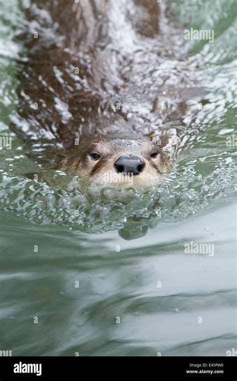 Northern / North American river otter (Lontra canadensis) swimming, Captive, Slimbridge ...