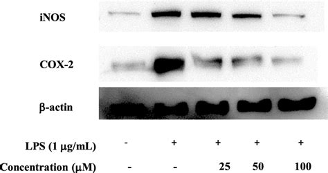 Effects Of Compound 2 On The Expression Of Inos And Cox 2 A Cells