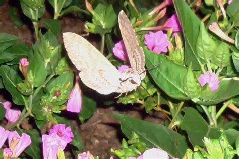 Flowers and Nature in my Garden: Tomato Hornworm Moth