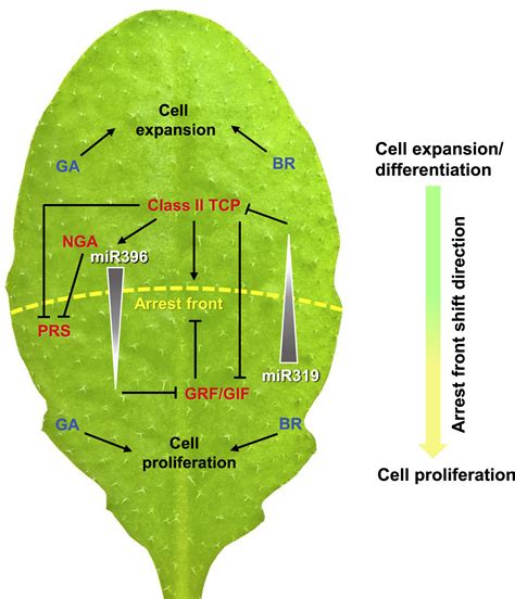 Molecular Mechanisms Of Leaf Morphogenesis Molecular Plant