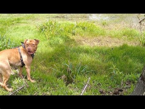 Pitbulls Soltos No Campo Veja O Que Acharam Esquece Bull Kennel