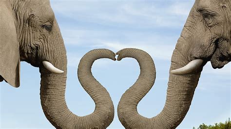 1920x1080px | free download | HD wallpaper: two gray elephants, heart ...