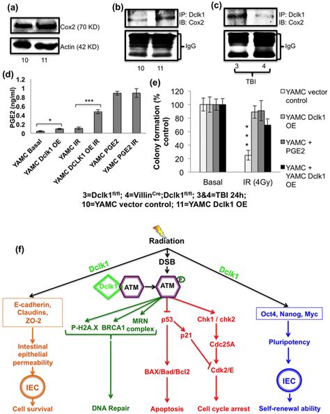 Tuft Cells Require Dclk Expression To Mediate Its Paracrine Function